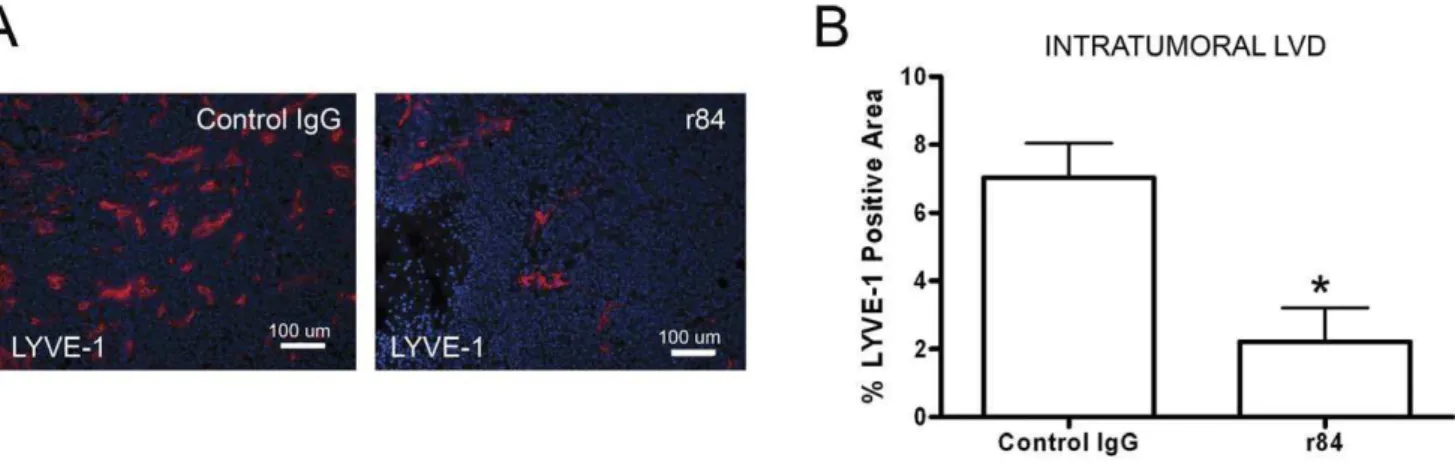 Figure 1. Specific blockade of VEGF-A activation of VEGFR2 suppresses tumor lymphangiogenesis, lymphatic endothelial cell proliferation/viability and migration