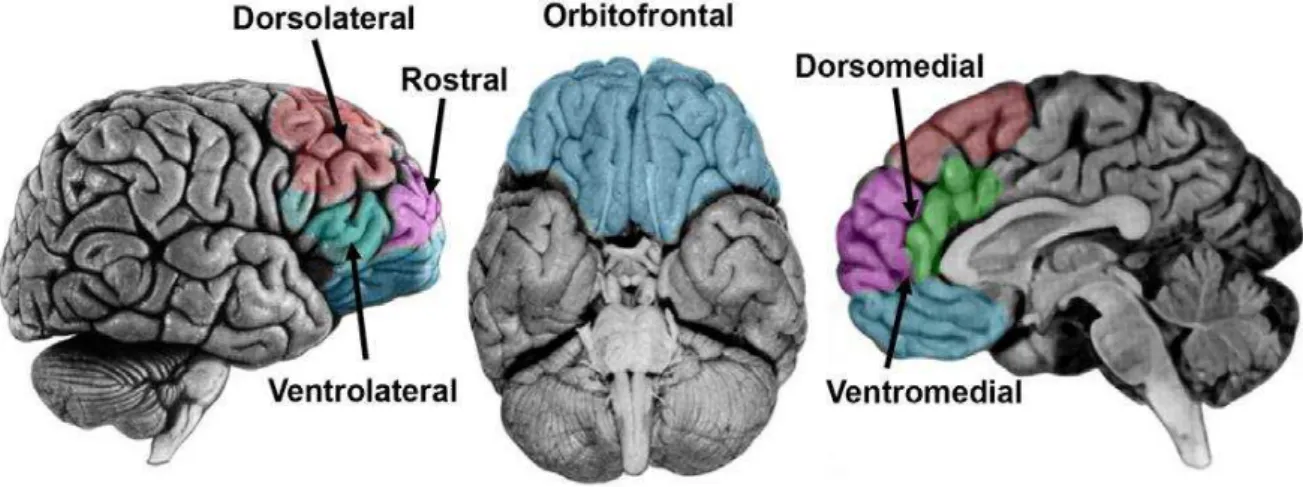 Figura 1. Córtex pré-frontal e subdivisões 