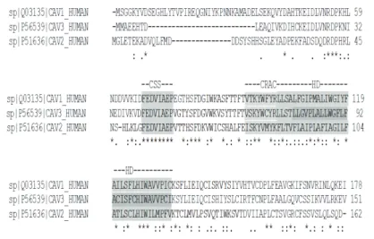 Fig. 1. Sequence alignment of the alpha isoforms of cav1, cav2 and cav3; * (asterisk) indicates  positions that have a single, fully conserved residue; colon indicates conservation between  groups of very similar properties; period indicates conservation b