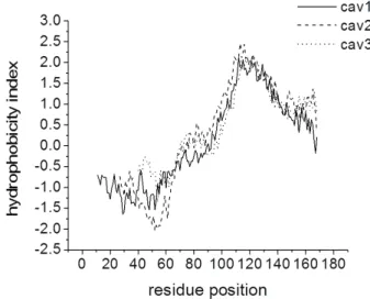 Fig. 2. Hydrophobicity profiles of cav1, cav2 and cav3 obtained using the ProtScale tool