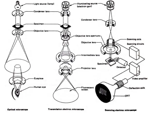 Figura 2.10: Diagrama esquemático do microscópio de TEM e SEM em comparação com o microscópio óptico [81] .