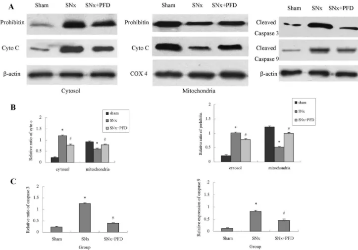 Figure  7.    Effect  of  pirfenidone  on  cytochrome  C,  prohibitin  and  cleaved  caspase-3/9  in  kidney  cortexes  of  rats