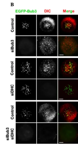 Fig. 1. Bub3 and dynein depletion are not interdependent for kinetochore localization