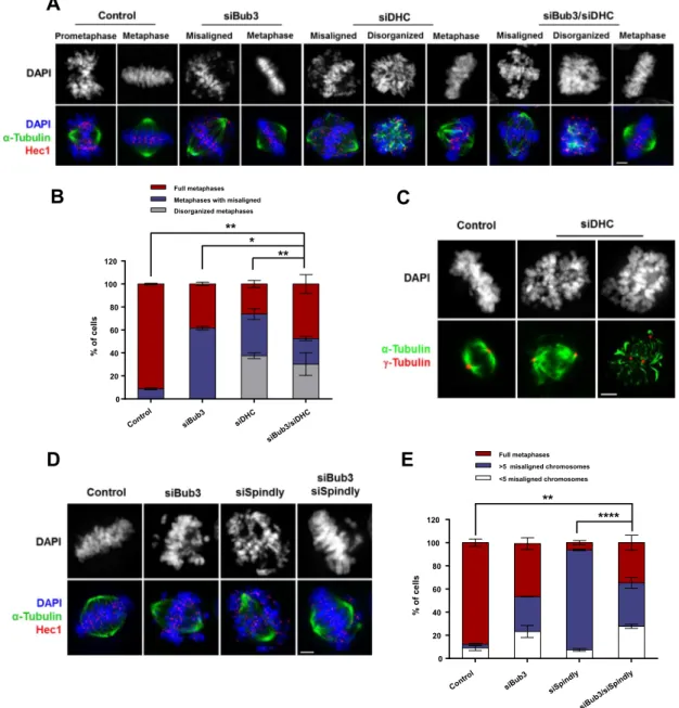 Fig. 2. Bub3 and dynein co-depletion rescues chromosome alignment. (A) Immunofluorescence images showing misalignment phenotype after individual (siBub3 and siDHC) and co-depletion of Bub3 and dynein (siBub3/siDHC)