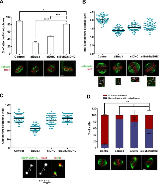 Fig. 3. Bub3 and dynein co-depletion rescues stable and functional Kinetochore–microtubule attachments