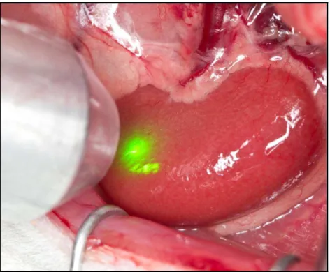 Figura  10  -  Ponteira  do  Laser  (532  nm)  sendo  aplicada  no  córtex  renal  do  rato  (autofluorescência) 