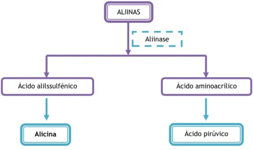 Figura 4: Esquema representativo da metabolização das aliinas pela aliinase. 