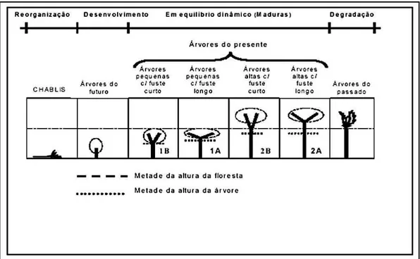 Figura 11 - Chave para identificação das árvores que constituiem uma eco-unidade. 1 e 2: primeiro e segundo níveis  do  dossel