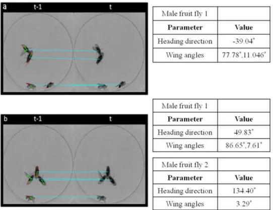 Figure 8. The analyzed result of the heading direction and wing angles of multiple overlapping flies.