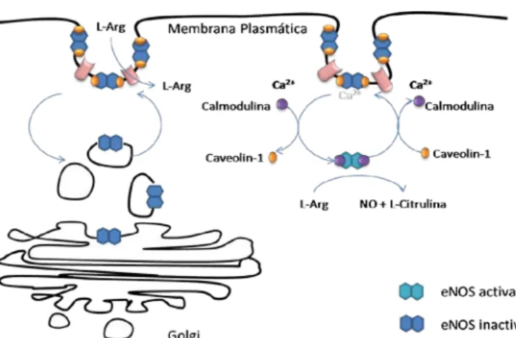 Figura 2 –  Mecanismo de activação de eNOS dependente de Ca 2+ .  Modificações pós-traducionais de eNOS determinam a sua localização  ao nível membranar onde se encontra inactiva por interacção com a  proteína caveolin-1