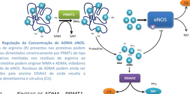 Figura 3 –  Regulação da Concentração de ADMA eNOS.           