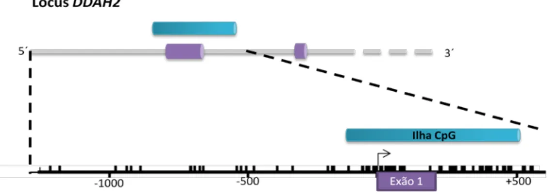 Figura 2A – Localização da ilha CpG no gene DDAH2. 
