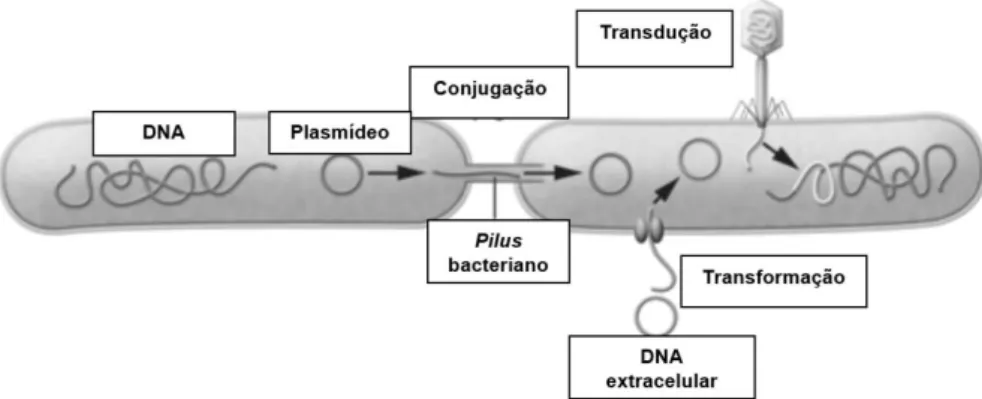 Figura 3. Representação dos três processos pelos quais pode ocorrer transferên- transferên-cia  horizontal  de  genes:  conjugação,  transformação  e  transdução  (adaptada  de  Modi et al., 2014)