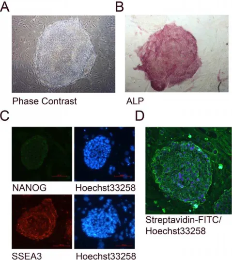 Figure 1: Labelling of hES cell surface proteins. A. hES cells exhibit a typical flattened colony morphology