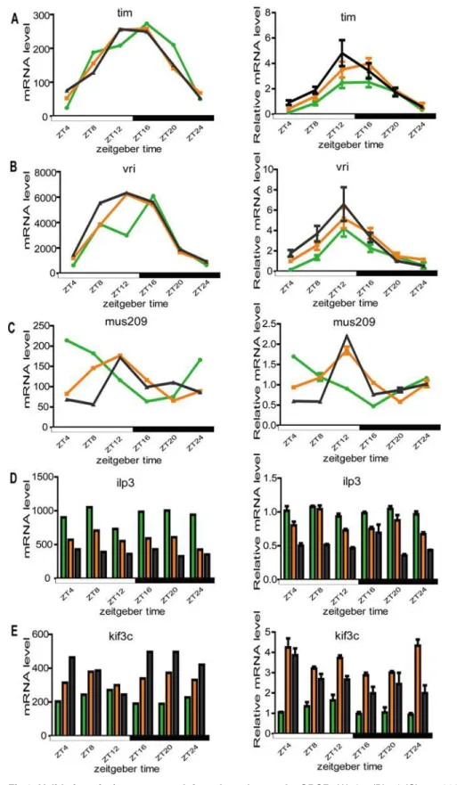 Fig 6. Validation of microarray result for selected genes by QPCR. (A) tim; (B) vri; (C) mus209; (D) ilp3;