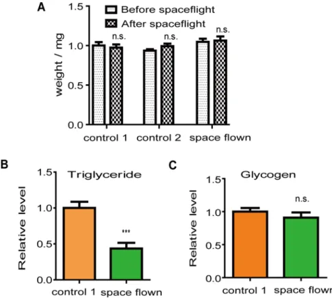 Fig 3. Spaceflight affected Drosophila lipid storage. (A), Space flown flies had similar weights as those of the two control groups