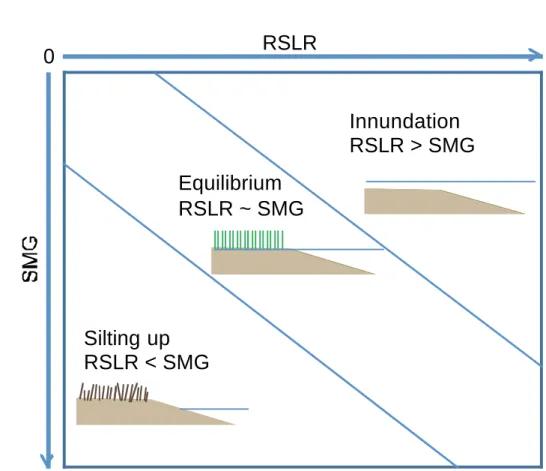 Figure 8. Conceptual scheme showing salt marsh response to relative sea level rise (RSLR)  1262 