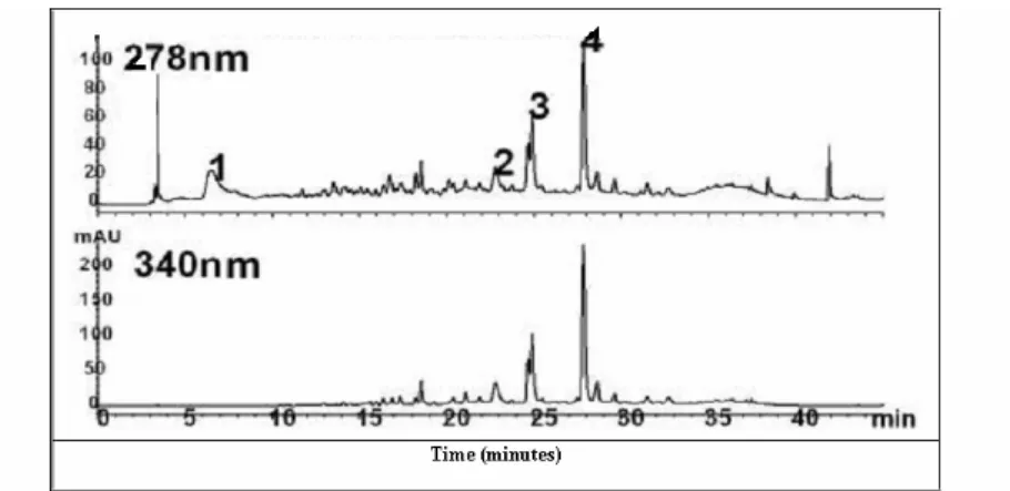 Figure 2. Analytical HPLC chromatogram monitored by UV absorption  278 and  340  for the aqueous alcoholic extract of doum leaves