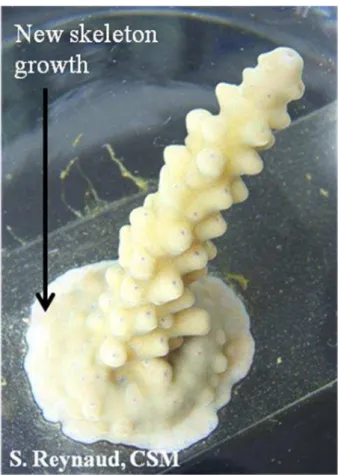 Fig. 1. Normal light picture of Acropora sp. tip adhered onto slides using underwater epoxy