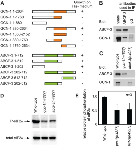 Figure 2. GCN-1 and ABCF-3 proteins are evolutionarily conserved functionally. (A) Schematic representations of the GCN-1 and ABCF-3 proteins used in the yeast two-hybrid binding assays