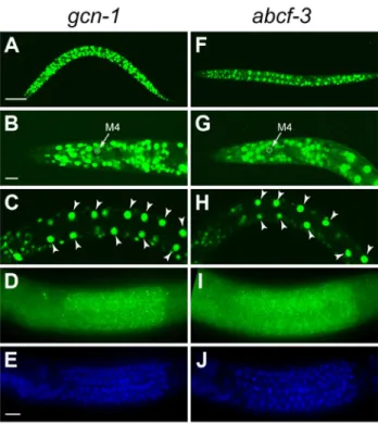 Figure 3. gcn-1 and abcf-3 are ubiquitously expressed. (A–E) Expression pattern of gcn-1