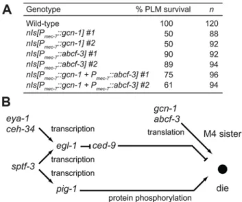 Figure 5. GCN-1 and ABCF-3 act cell-autonomously in a pathway distinct from the canonical cell-death execution pathway
