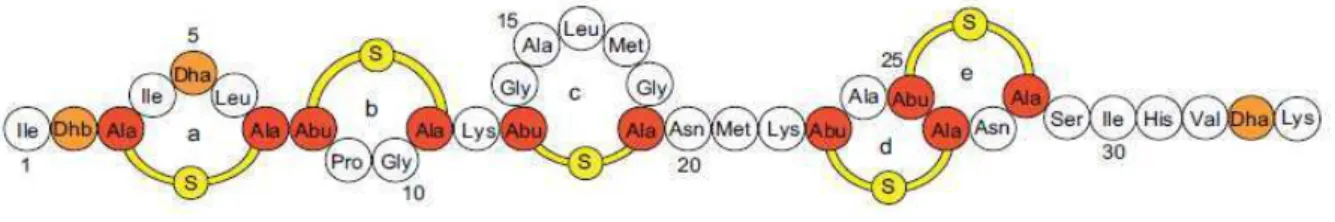 Figura 1 - Representação esquemática da estrutura primária da nisina. Os resíduos de lantionina (Ala-S-Ala) e β- β-metillantionina (Abu-S-Ala) que formam os anéis de lantionina estão em vermelho; os aminoácidos desidratados  Dhb (didehidrobutirina) e Dha (
