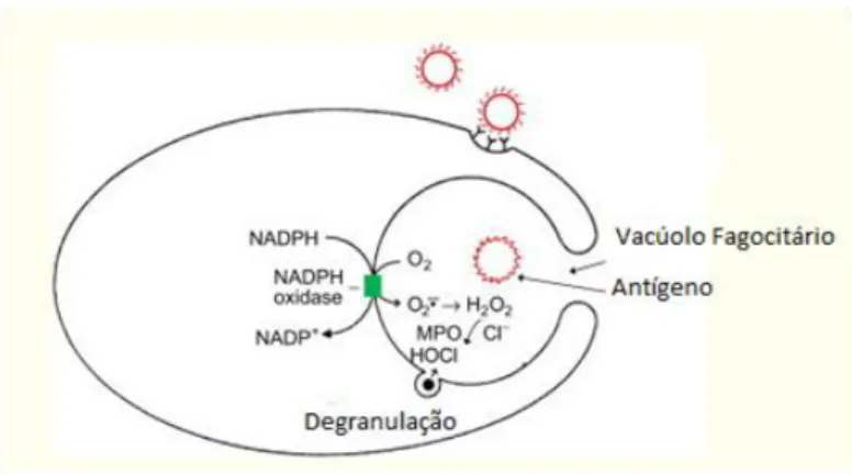 Figura  1.  Representação  de  um  fagócito.  A  NADPH-oxidase  é  ativada  na  parede  do  vacúolo,  gerando  superóxido e  H 2 O 2  no lúmen vacuolar