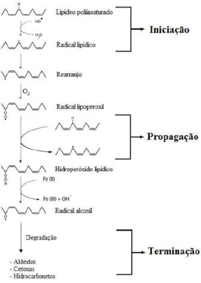Figura 3.  Sequência de reações da peroxidação lipídica.  O radical hidroxil abstrai um hidrogênio e um  elétron  (H  )  de  um  ácido  graxo  poliinsaturado  (LH)  ao  reagir  com  os  fosfolipídeos  das  membranas  celulares (fase de iniciação)