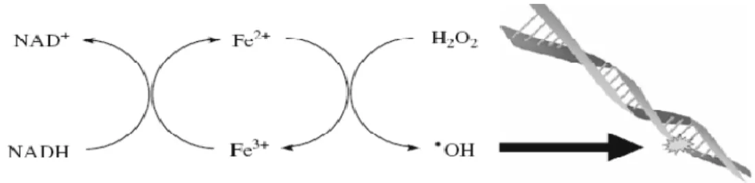 Figura 4.  Formação do radical hidroxil  via reação de Fenton e subsequente ataque ao DNA