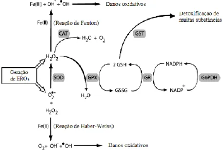 Figura 5. Mecanismo de defesa enzimático. Adaptado de (Hermes-Lima, 2004).  A SOD dismuta O 2 •-   e  forma H 2 O 2     e   O 2 , enquanto a CAT converte o   H 2 O 2   em H 2 O e O 2 