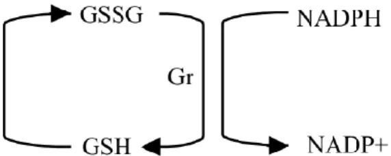 Figura  6.  Representação  da  manutenção  da  glutationa  na  forma  reduzida.  Gr  (glutationa  redutase)
