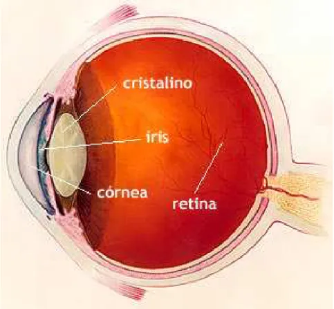 Figura  2.10  –  Olho  humano,  onde  é  possível  verificar  a  composição  das  veias na retina