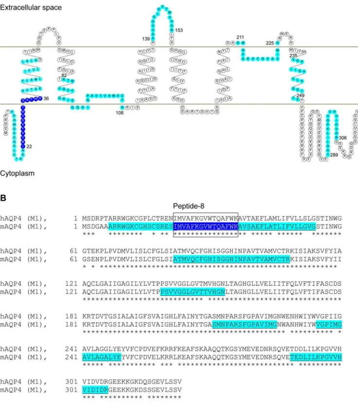 Figure 2. Immunodominant I-A b restricted epitopes of AQP4 and sequence homology of human vs mouse AQP4