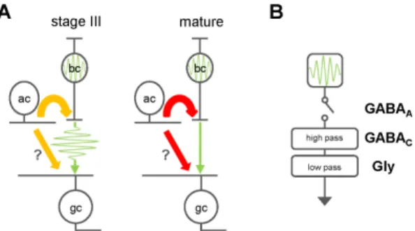 Figure 8. Spontaneous regenerative bipolar cell activity persists through adulthood and is suppressed by inhibitory inputs