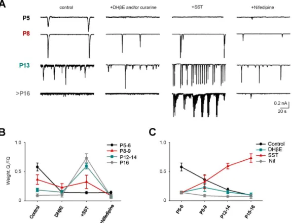 Figure 5. Developmental changes in the effect of cholinergic, inhibitory and L-type voltage-gated calcium channel-dependent networks on spontaneous activity