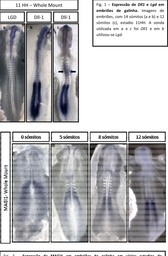 Fig.  1  –  Expressão  de  Dll1  e  Lgd  em  embriões  de  galinha.  Imagens  de  embriões, com 14 sómitos (a e b) e 12  sómitos  (c),  estadio  11HH