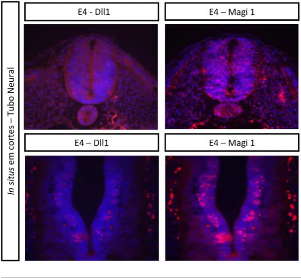 Fig. 3 – Expressão de MAGI1 em tubos neurais de embriões de galinha. Imagens de cortes de tubos  neurais de embriões de galinha, sujeitos a in situs com Dll1 (a e c) e MAGI1 (b e d)