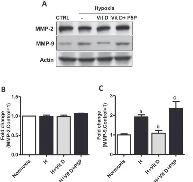 Fig 5. Effects of 1,25(OH) 2 D 3 on MMP-2/9 in bEnd.3 cells. Cells were pretreated with 1,25(OH) 2 D 3 at 100 nM or 1,25(OH) 2 D 3 with vitamin D receptor antagonist pyridoxal-5-phosphate (1mM) for 24 h