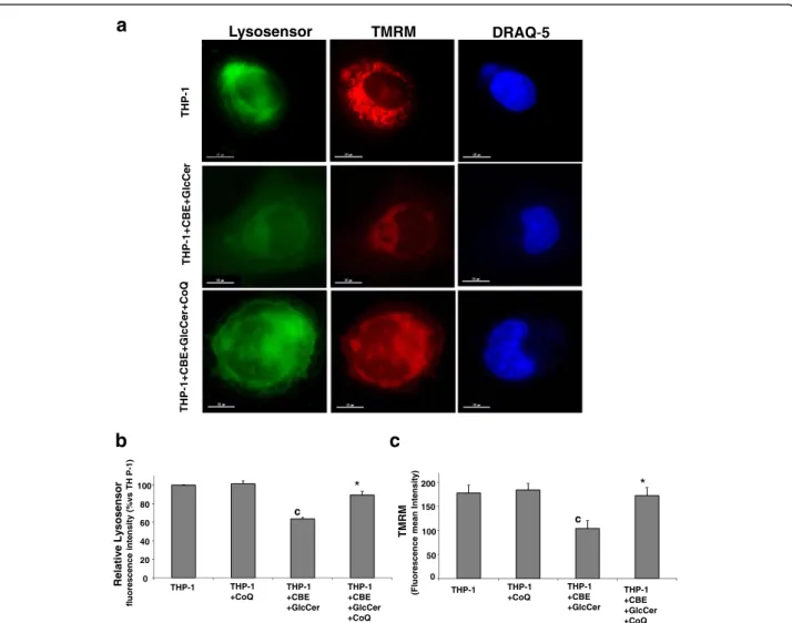 Fig. 4 Increase lysosomal pH is associated with decreased mitochondrial membrane potential ( ΔΨ m) in chemically-induced Gaucher macrophage.