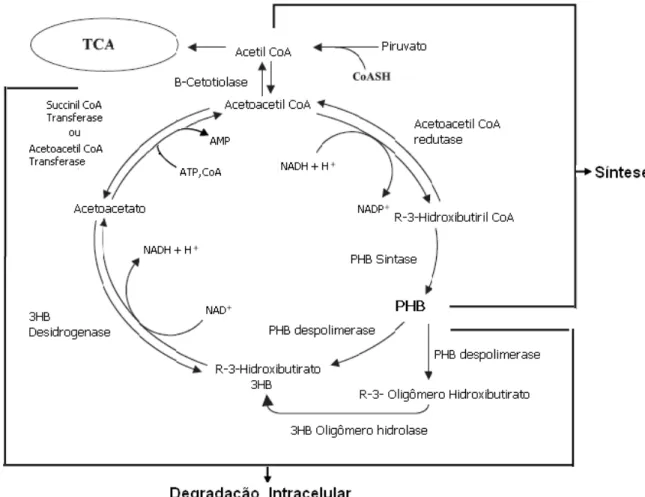 Figura 9 - Via metabólica de síntese e degradação intracelular de P3HB em R. eutropha