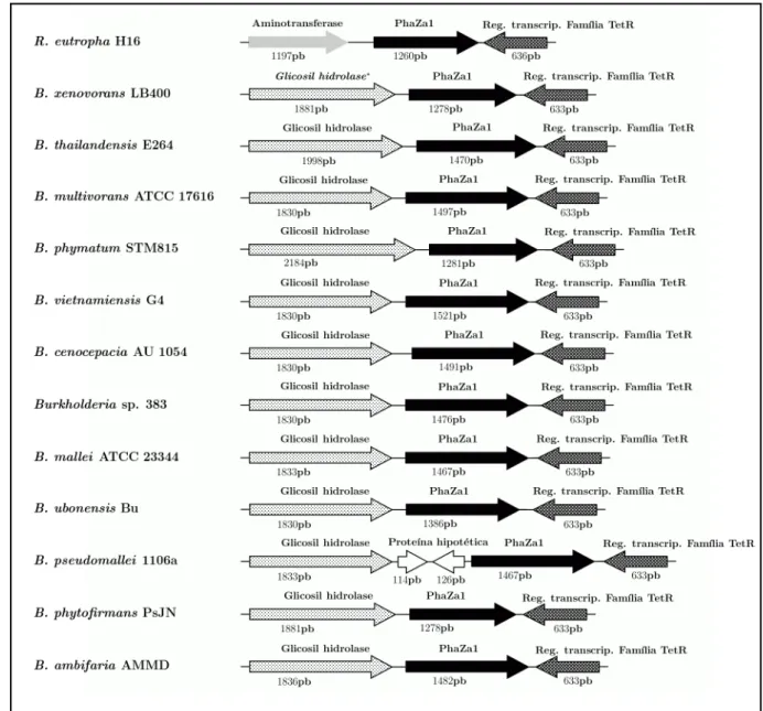 Figura 13 - Comparação da organização estrutural do gene  phaZa1 de Burkholderia  sp. e Ralstonia  eutropha.