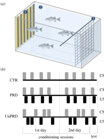 Figure 1. Overview of the protocol and experimental conditions used to test predictability as an appraisal modulator of aversive events in sea bass,  Dicen-trarchus labrax