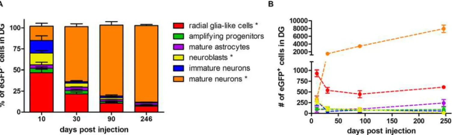 Fig 7. Long-term fate-mapping analysis in the DG of Nestin-Cre mice. (A) The proportion of different labeled cell types was determined at different time points p.i