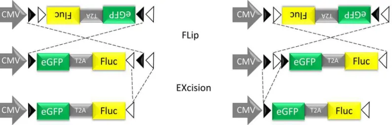 Fig 1. Schematic representation of the conditional Cre-Flex LV. The cDNA cassette is flanked by one pair of WT loxP sites (closed arrowheads) and one pair of mutant loxm2 sites (open arrowheads)