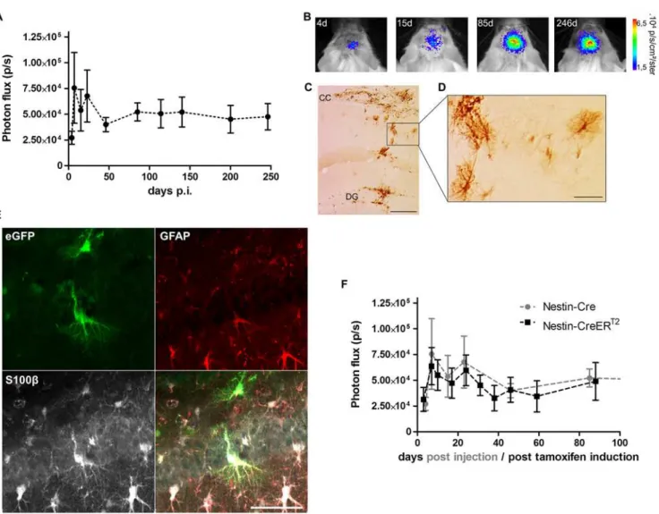 Fig 3. Long-term BLI of Nestin-Cre and Nestin-CreER T2 mice after injection of the Cre-Flex LV vector in the DG