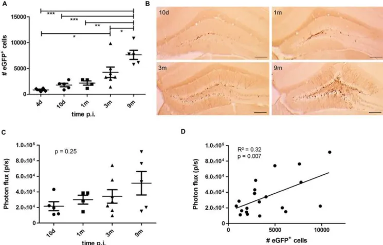 Fig 4. A time-dependent increase in number of eGFP-labeled cells is not paralleled by a significant increase in BLI signal