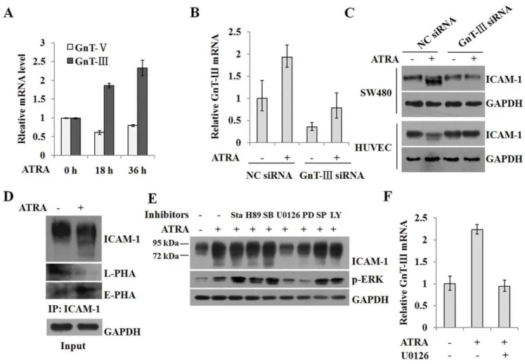 Figure 3. ATRA-induced GnT-III expression is involved in the modulation of ICAM-1 N -glycan composition