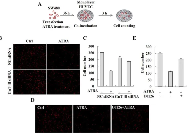 Figure 4. Inhibition of ICAM-1 N -glycan elongation or processing by ATRA suppresses cell adhesion