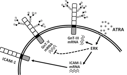 Figure 6. Schematic presentation of the mechanisms by which ATRA modulates the structure of N -glycans linked to ICAM-1.